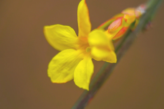 迎春花