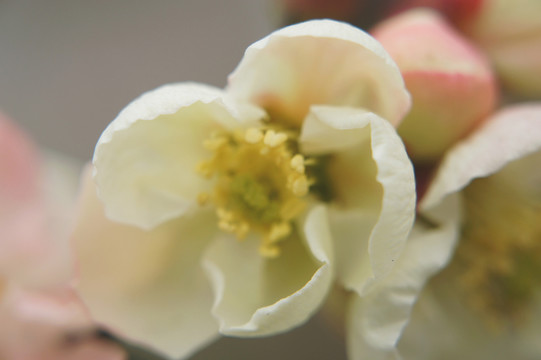 梅花