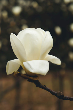玉蘭花