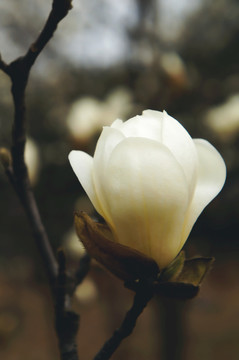 玉蘭花