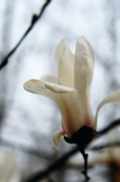 玉蘭花