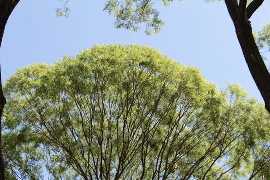 樹 樹冠 傘狀