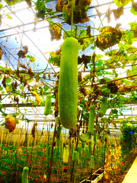 綠瓜 綠色植物