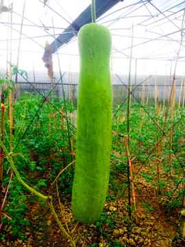 綠瓜 綠色植物