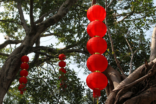 綠樹上的紅燈籠