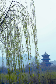 柳樹(shù)枝