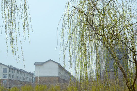 柳樹(shù)枝