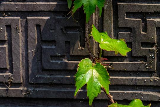 爬墻虎 植物 樹(shù)葉 藤條 青藤