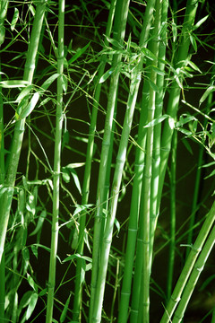 竹子 竹林 翠竹 竹 綠竹