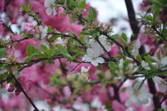 桃花