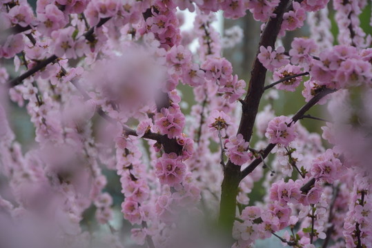 桃花