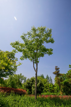 樹木