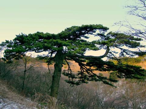 黃山松