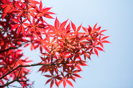 紅楓葉