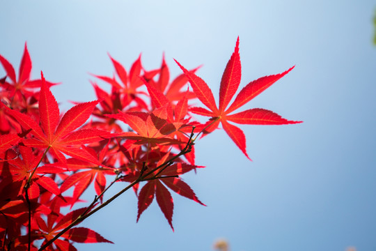 紅楓葉