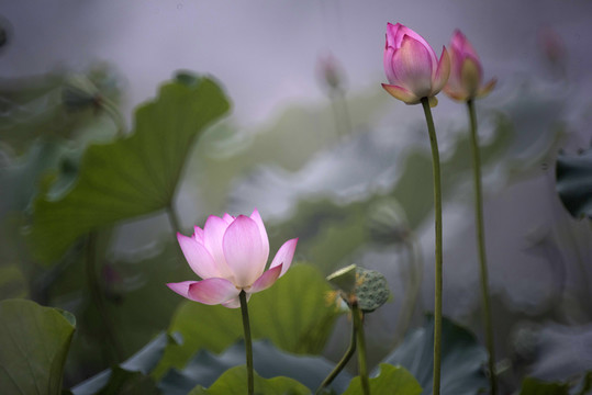 荷花