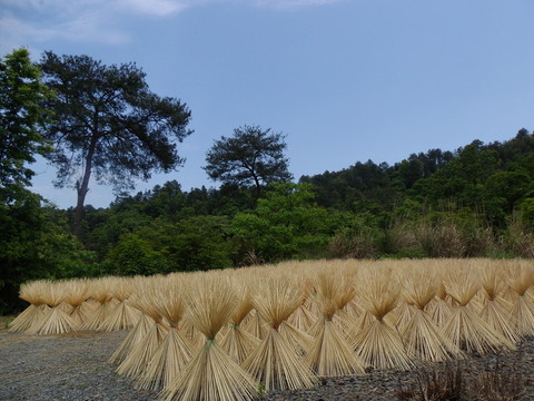 曬竹子