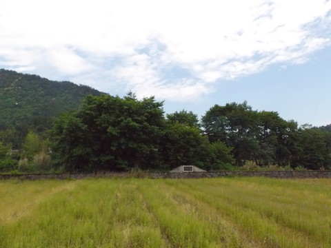 田園風(fēng)光