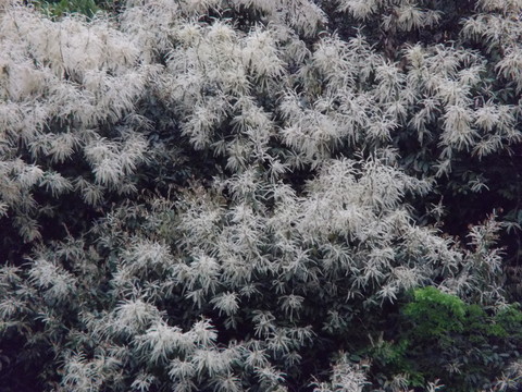 怒放的山花