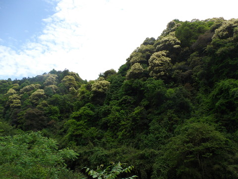 天空森林