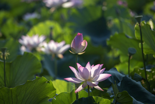 荷花