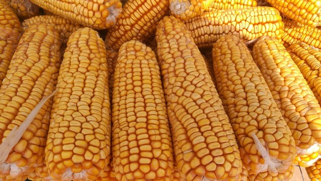 玉米棒