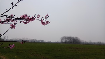 麥田 桃花