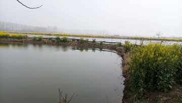 鄉(xiāng)村油菜