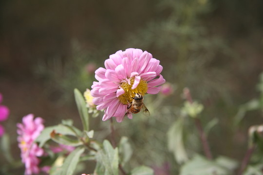 辛勤耕耘的蜜蜂