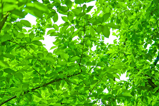 樹枝 綠樹枝葉 綠色樹木 樹