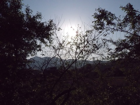 夕陽樹影