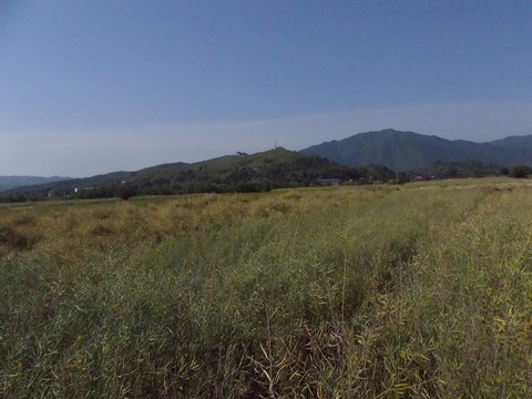 油菜熟了