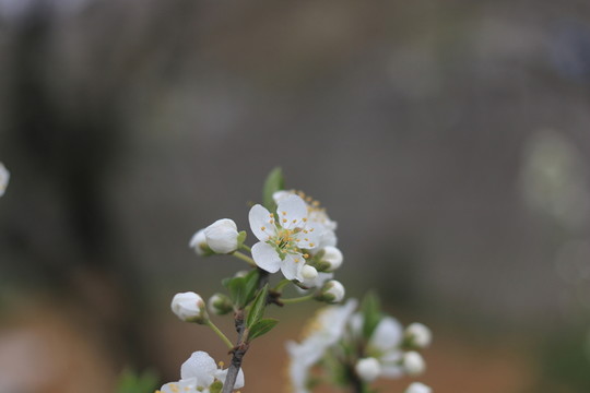 酥李花