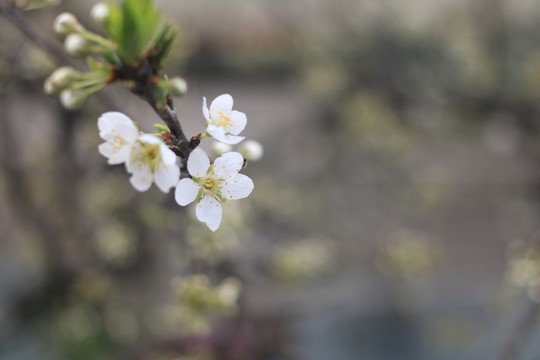酥李花