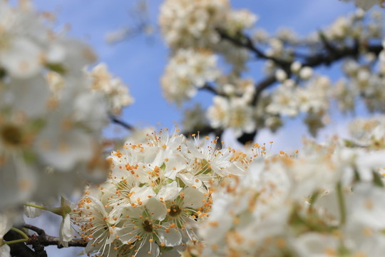 酥李花