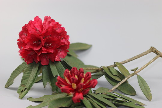 杜鵑花