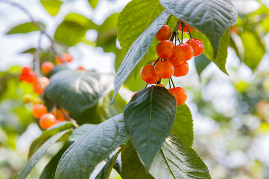 紅櫻桃
