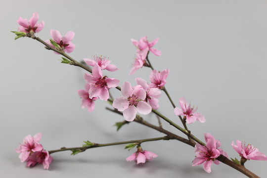 桃花