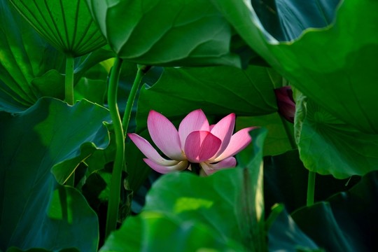 荷花