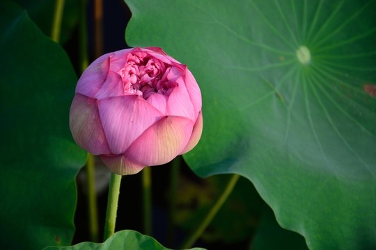 荷花