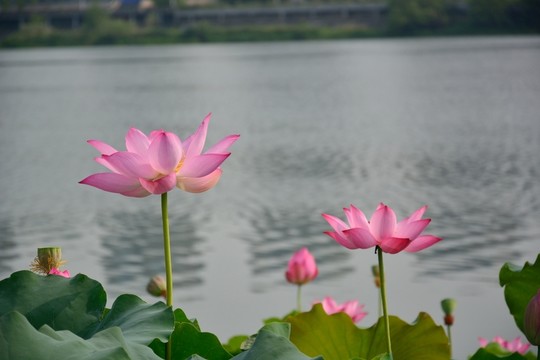 荷花
