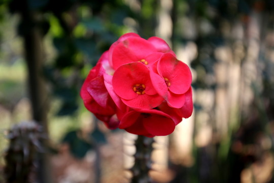 花