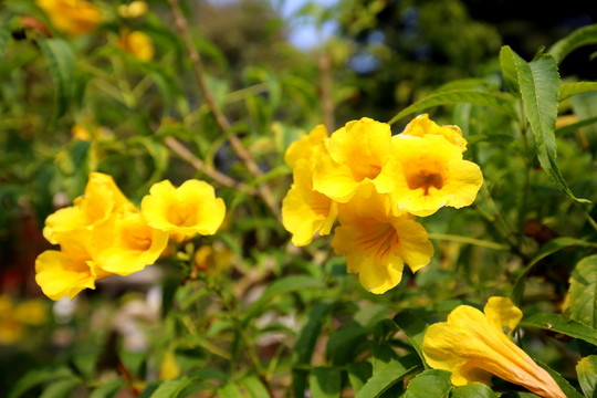 花