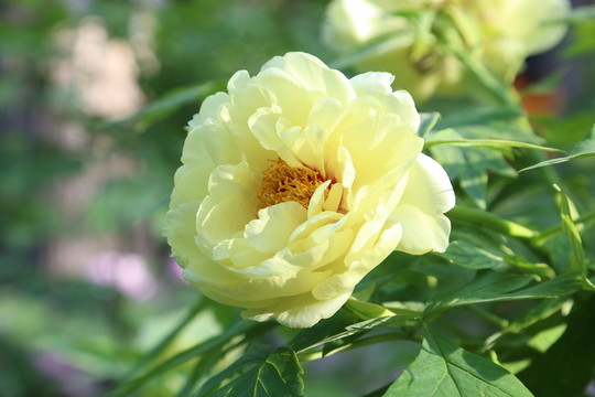 牡丹花開