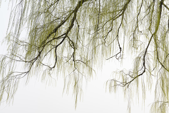 柳樹(shù)枝條