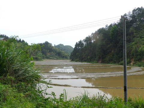 鄉(xiāng)村水田