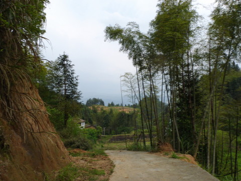 路邊竹林
