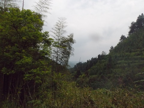 山中植物