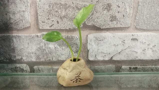 茶道