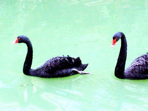 黑天鵝 動物